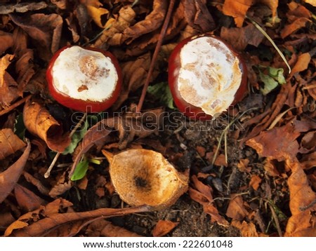 Face made from chestnuts and dry leaves. Autumn park ground with colorful chestnuts leaves
