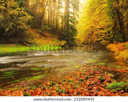 Colors of  autumn mountain river. Colorful gravel with leaves, leaves trees bended above river.