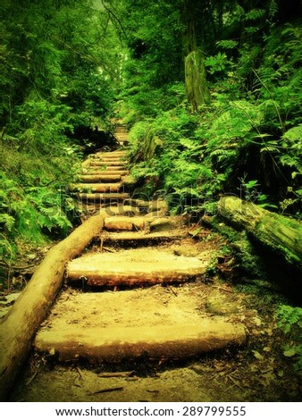Old wooden stairs in overgrown forest garden, tourist footpath. Steps from cut beech trunks, fresh branches above footpath