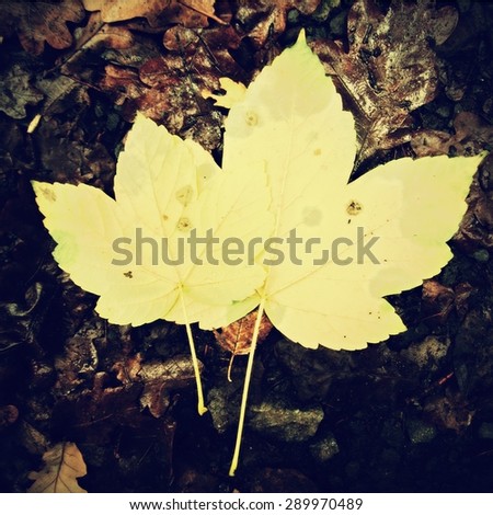 Park ground with autumn leaves. Yellow green broken maple leaf on mossy stone.