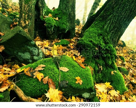 Big basalt mossy boulder in leaves forest covered with first colorful leaves from maple tree, ash tree and aspen tree.