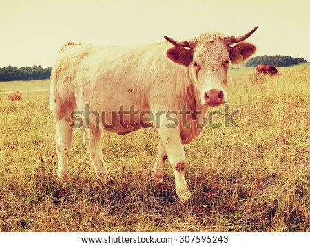 White cow grazing in the meadow. Hot sunny day on meadow with dry yellow grass stalks. Flies sit on the cow head.