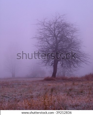 Chilly windy morning on the hill with tree