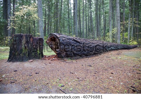 Broken tree in forest, in the morning, Oregon state, US