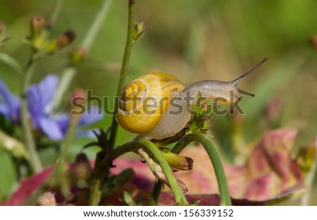 Slow moving land snail exploring the surrounding grass to find it\'s next snack