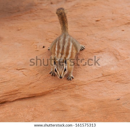 Cute little chipmunk in the desert being curious and trying to get closer to the people walking by