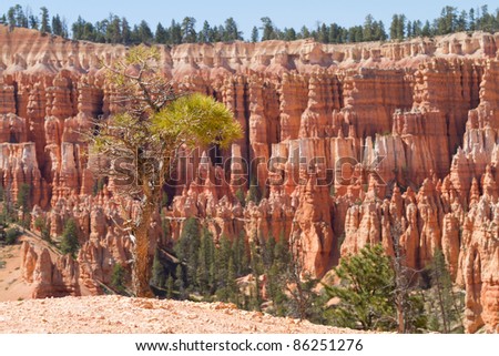A new beginning for this Bristle cone pine surviving in Bryce Canyon National Park
