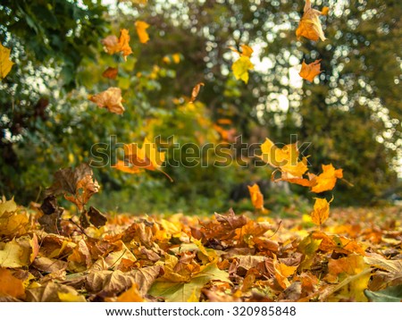 Similar – Image, Stock Photo autumn wind tree Autumn