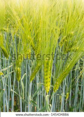 Barley ear with awns on a barley field