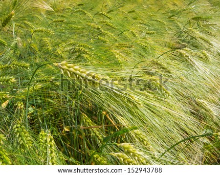 Barley ear with awns on a barley field
