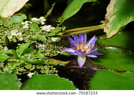 Blue Egyptian water lily in blossom, Nymphaea Caerulea