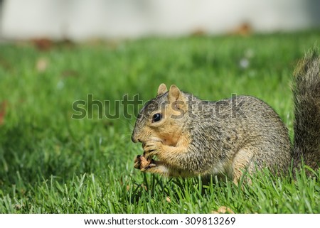 Cute squirrel eating food on ground