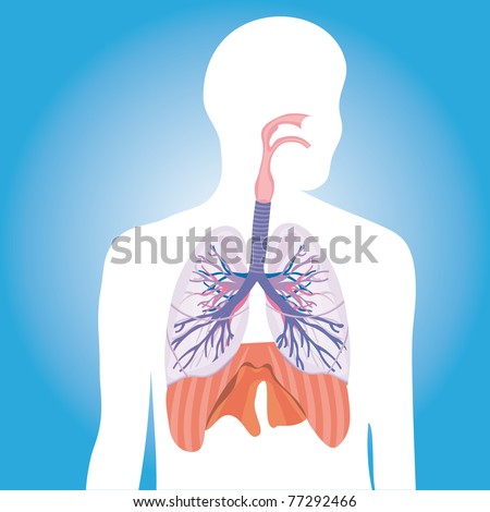 Respiratory System Lungs Vector Human Body Illustration - 77292466 ...