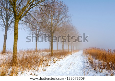 Sunlit straight  row of trees and reed in fog and snow