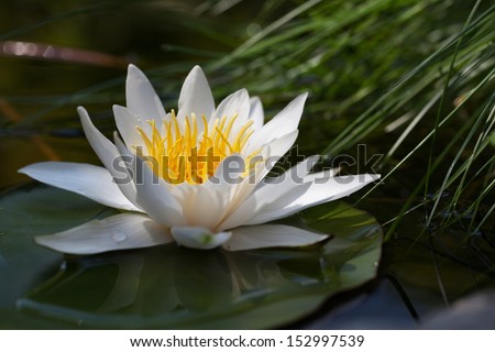 Water Lily