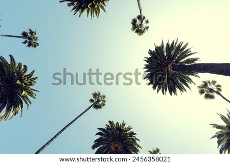 Similar – Image, Stock Photo Tall palms of Beverly Hills in Los Angeles r