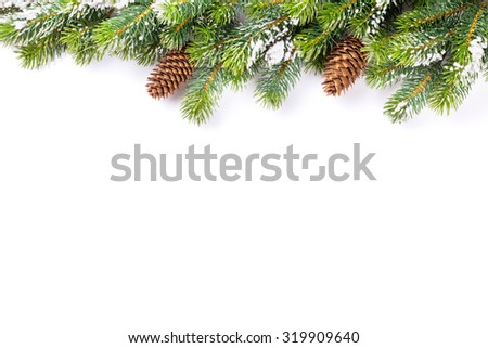 Christmas tree branch with snow and pine cones. Isolated on white background with copy space