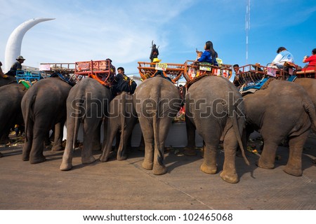 SURIN, ISAN, THAILAND - NOVEMBER 19, 2010: Elephants eat large amounts of fruits at the elephant breakfast portion of the annual Surin Elephant Roundup on November 19, 2010 in Surin, Thailand