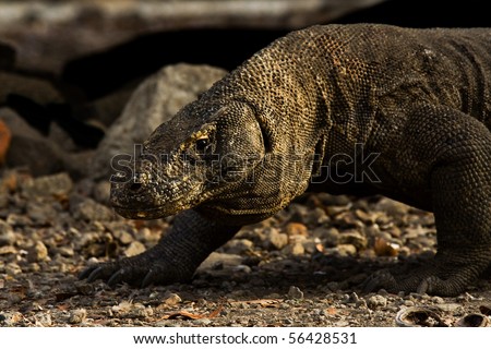 A komodo dragon, a ferocious carnivore and predator, searches for pray in early morning.