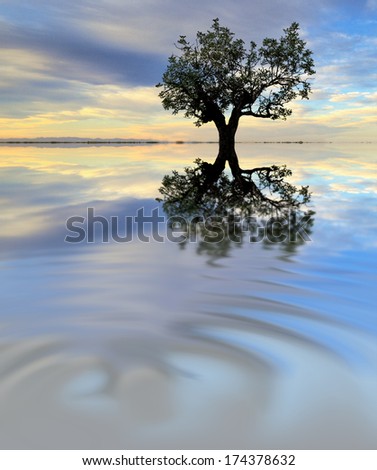a tree reflected in water