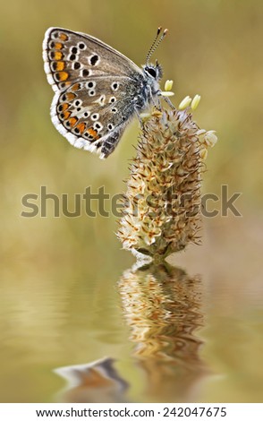 butterfly on the rush of the river