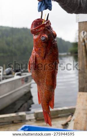 Yelloweye rockfish, Skeena-Queen Charlotte Regional District, Haida Gwaii, Graham Island, British Columbia, Canada