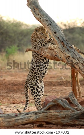 A leopard standing on its hind legs, Namibia, Africa