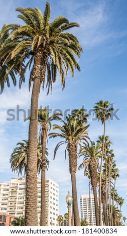 SANTA MONICA - MARCH 9: Palm Trees on March 9, 2014 in Santa Monica. Santa Monica is a beachfront city in western Los Angeles County; named after the Christian saint, Monica.