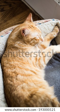 Cat in Cat Bed