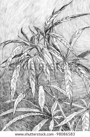 Hemp leaves and branches or similar plant. Black pen hatches on a white paper art.