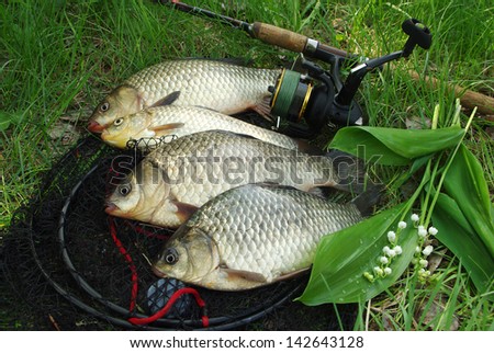 The four crucians carp (Carassius carassius) lying on the grass
