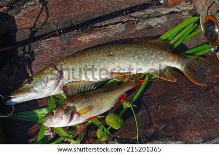 Pike and perch in the boat with spinning rod. Fishing theme.