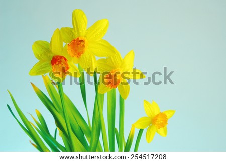 Daffodils on blue