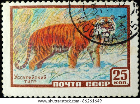 USSR - CIRCA 1961: A stamp printed in USSR shows tiger, series animals, circa 1961