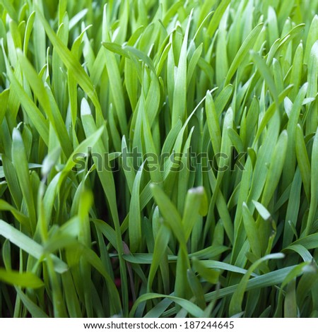 Green blades of grass