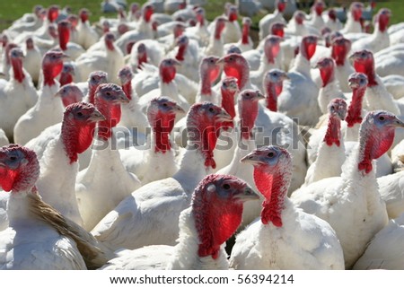 a flock of farm turkeys with one appearing to buck the crowds direction