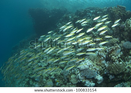 school of goat fish in the Red Sea