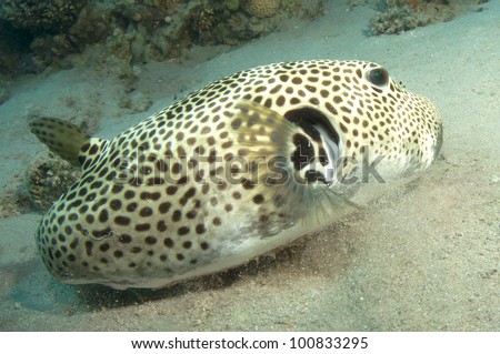 Giant puffer fish in the ocean
