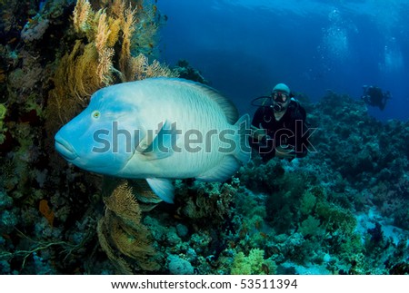Napoleon Wrasse (Cheilinus undulatus) with scuba diver following