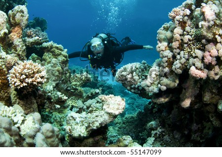 scuba diver swims on pristine coral reef in red sea