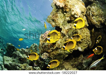 red sea angelfish, butterflyfish