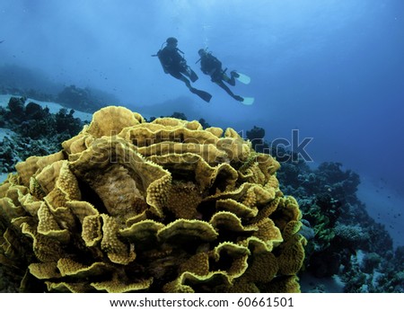 scuba divers on tropical reef