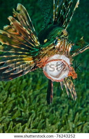 Lion Fish with mouth wide open