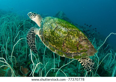 Hawks bill sea turtle, swim in the ocean in Thailand