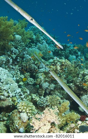 two cornet fish in underwater coral reef