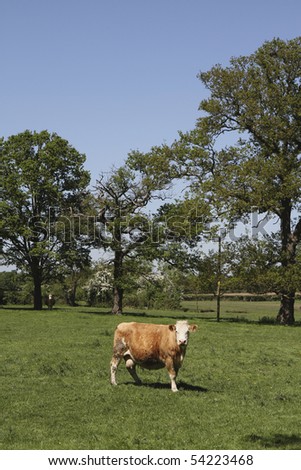 Single cow standing in a field looking at the camera on a sunny day