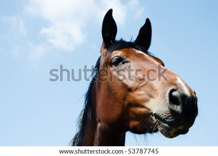 Head of brown horse