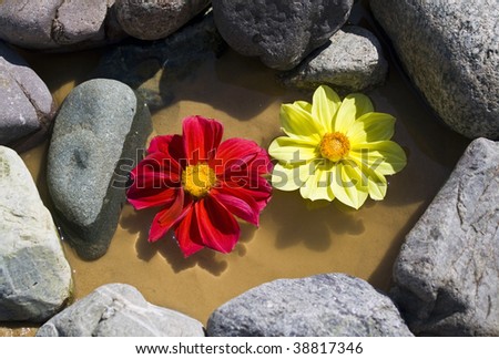 Floating flowers between the stones