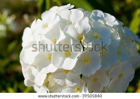 Flower on the background of the earth and leaves