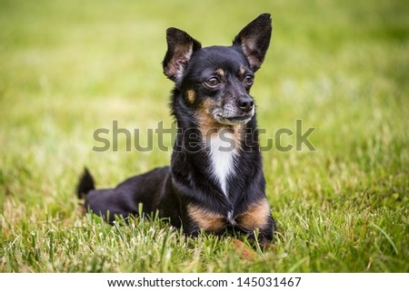 small back dog